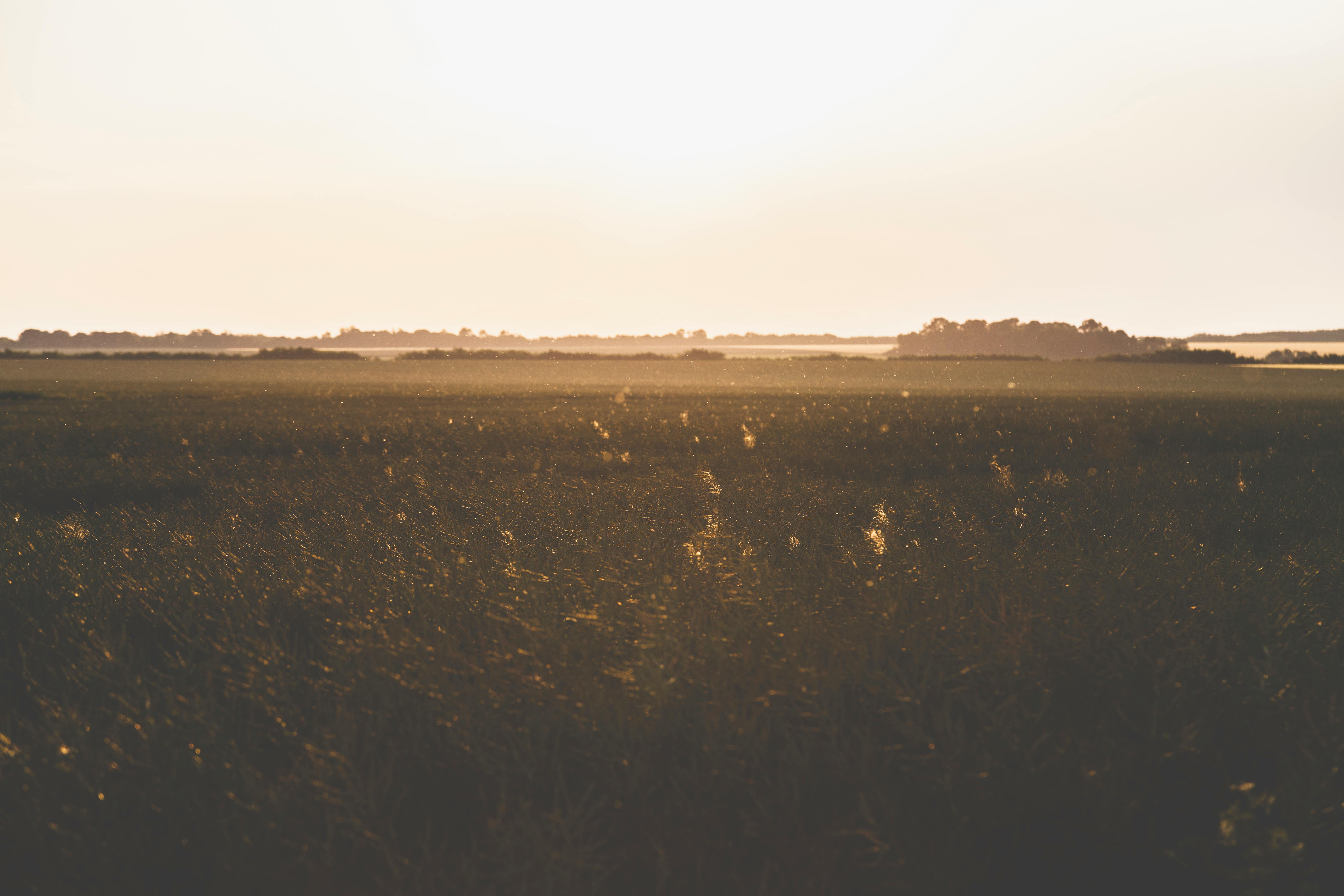 field under sunny sky