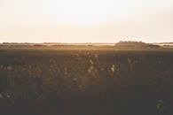 日出时分，薄雾笼罩下的宁静乡村田野，完美诠释了乡村主题的静谧