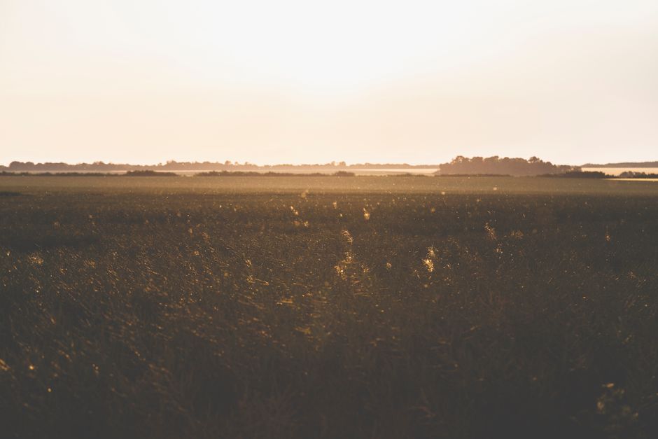Tranquil rural field at sunrise with a misty ambiance, perfect for serene countryside themes.