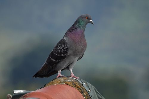 Free Detailed shot of a pigeon with vibrant plumage perched on a surface with a blurred natural background. Stock Photo