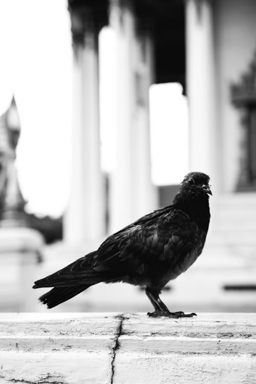 Free Grayscale Photo of a Pigeon Stock Photo