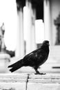 Grayscale Photo of a Pigeon
