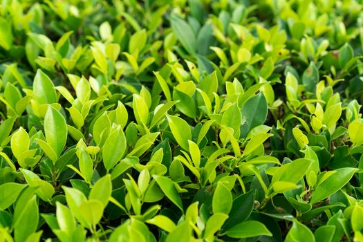 Close-up of lush green leaves in a sunlit garden, showcasing nature's vibrant freshness.