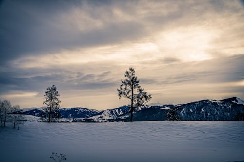 Imagine de stoc gratuită din acoperit de zăpadă, arbori, iarnă