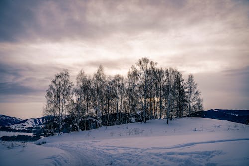 Immagine gratuita di alba, alberi, campo