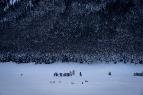 Animals on Snow Covered Field