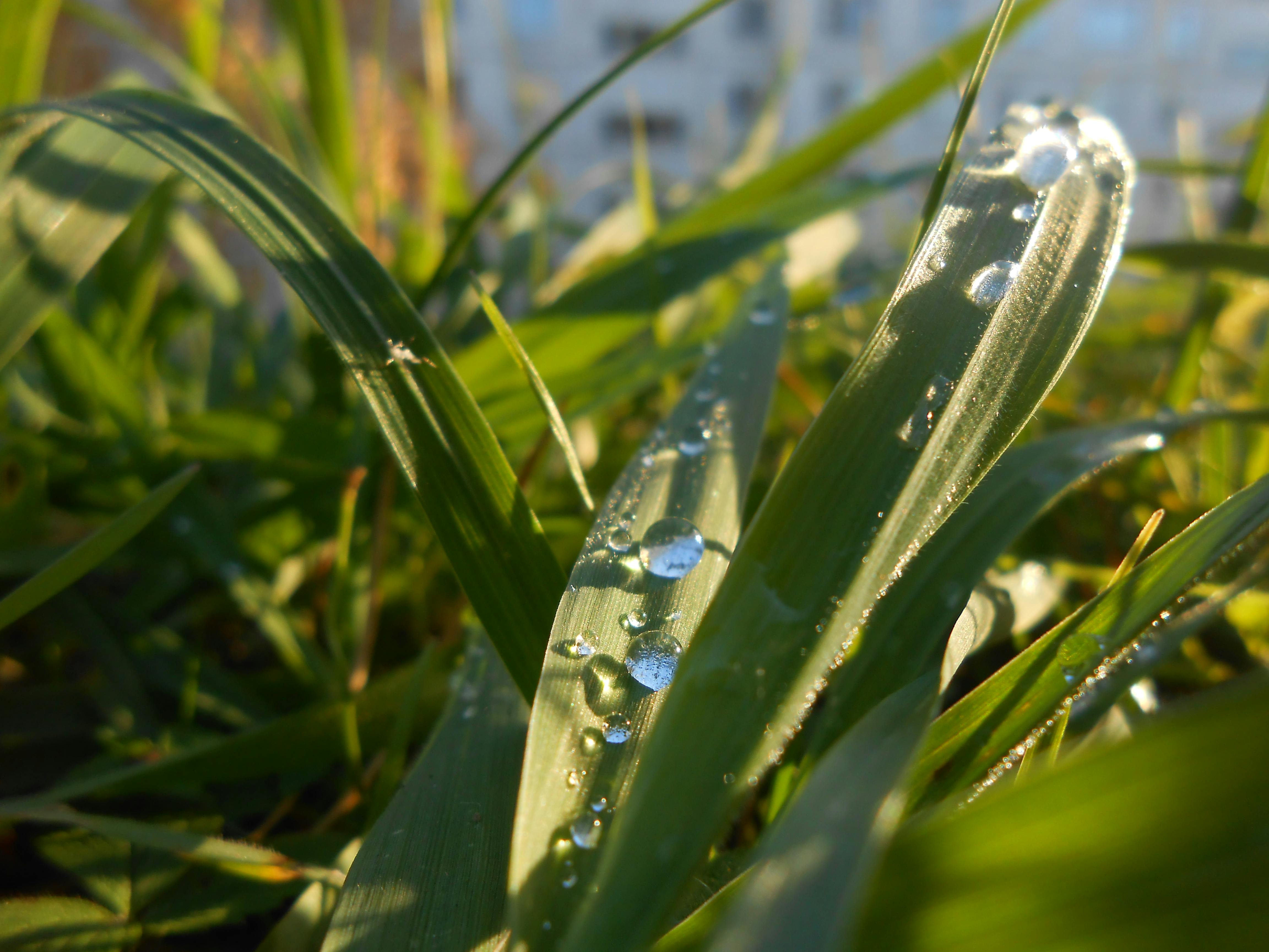 Free stock photo of after the rain, dew, grass
