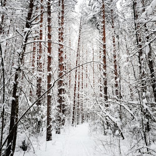 Brown Trees Covered with Snow