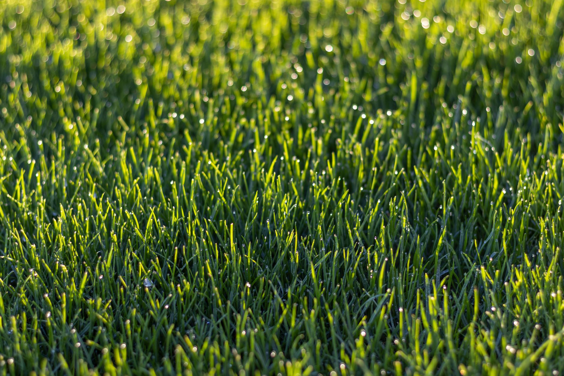 4. Fertilize thoughtfully