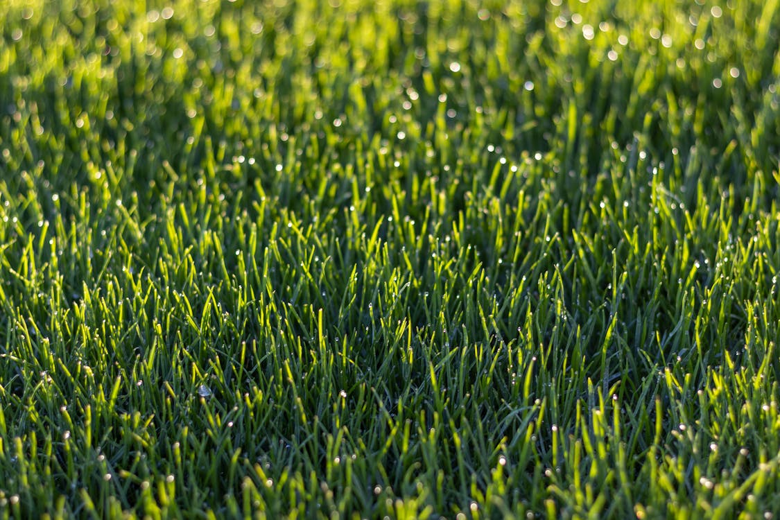 Macro Photography of Green Grass