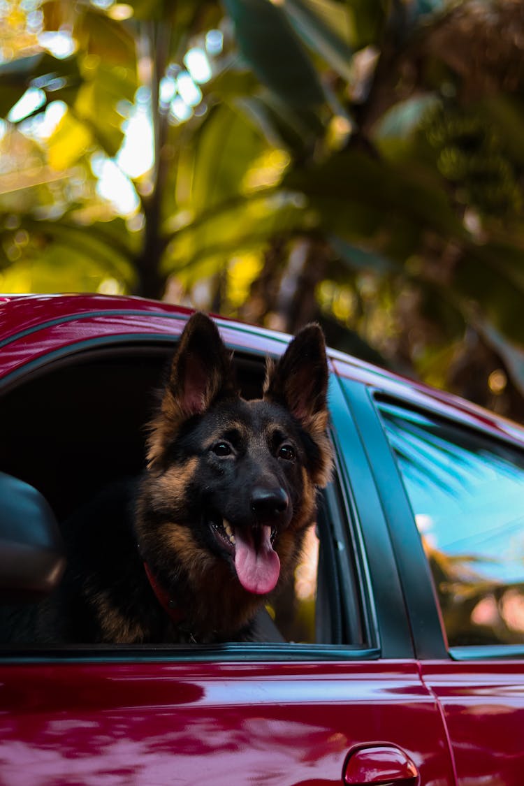 A Dog Sticking His Head Out Of A Car Window