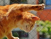 在阳光明媚的日子里，可爱的姜猫在外面伸展身体，展现出自然的猫科动物行为