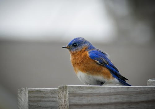 Бесплатное стоковое фото с голубой, певчая птица