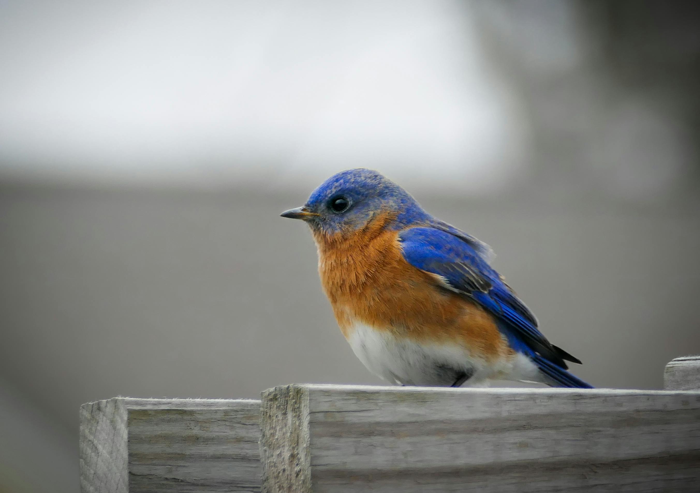 青 青い鳥の無料の写真素材 青 青い鳥の無料の写真素材