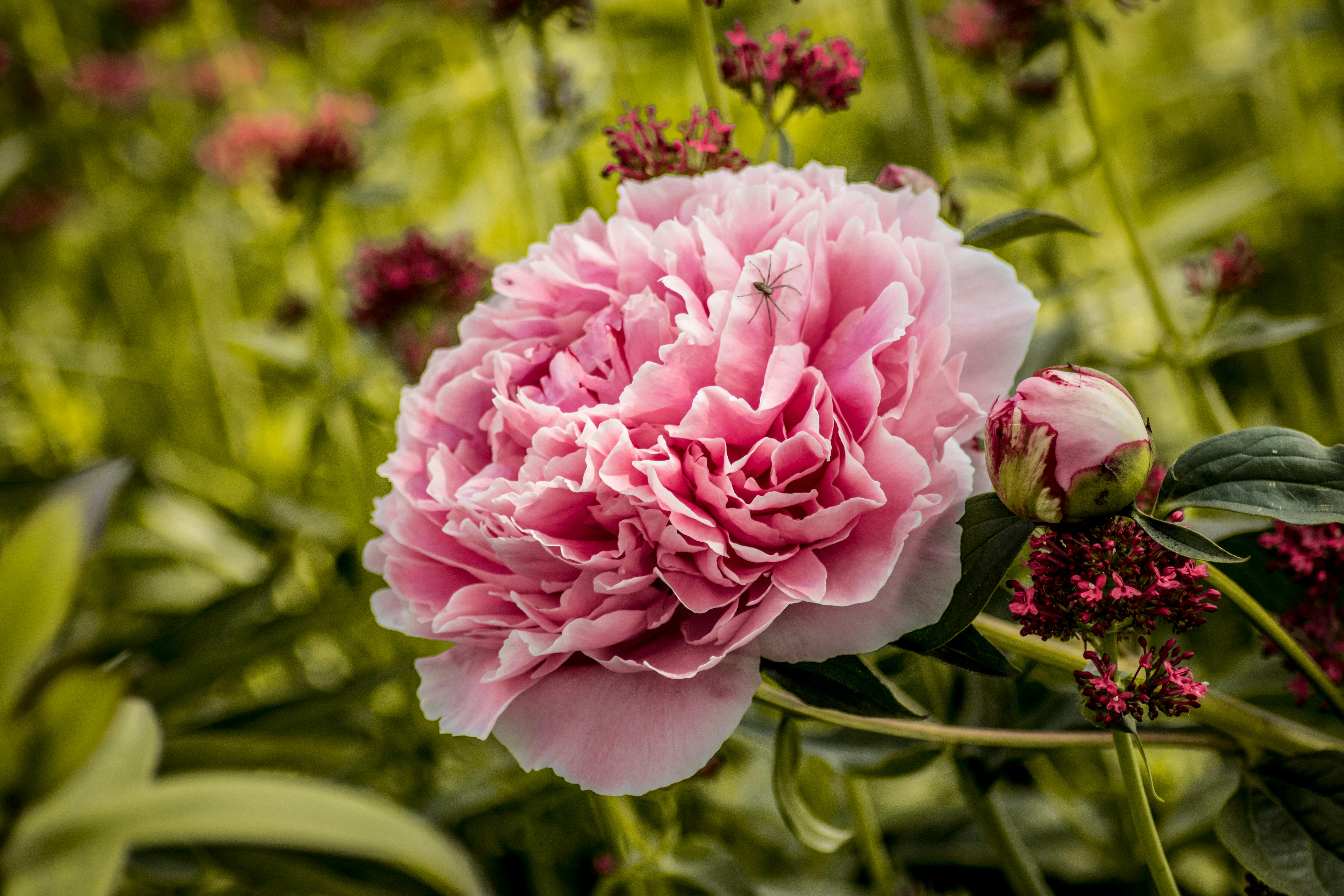 クモ ピンクの花 夏の無料の写真素材