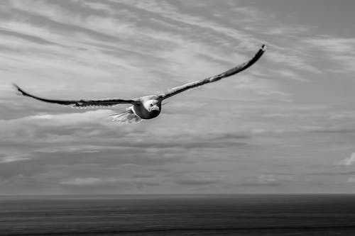 Free Grayscale Photo of a Flying Bird Stock Photo