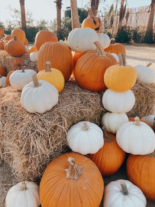 Pumpkins beside a Hay Bale