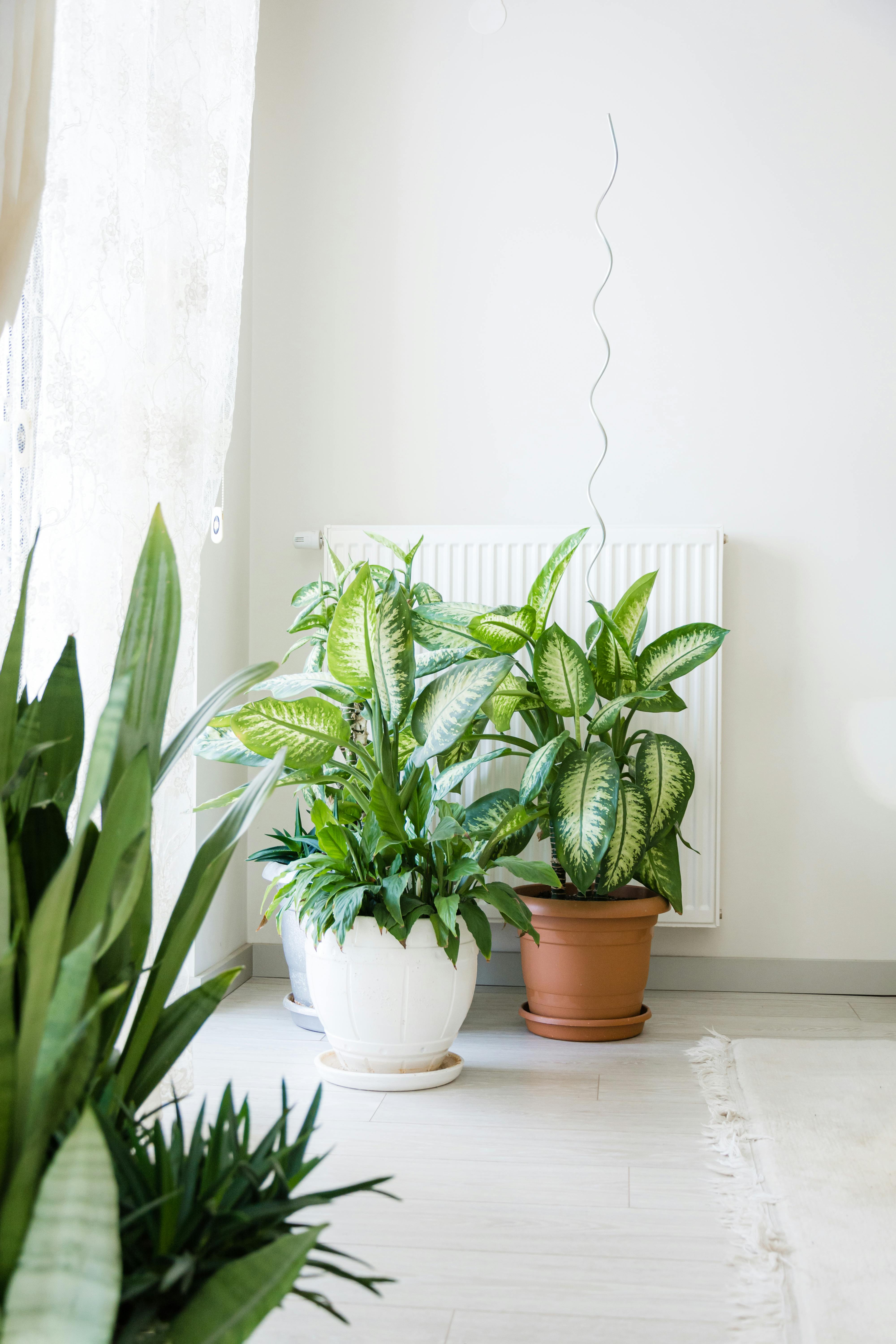 Free Minimalist indoor space featuring potted Dieffenbachia plants by a window in soft lighting. Stock Photo