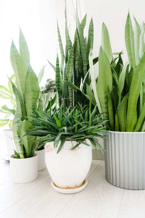 Free A variety of lush green potted plants arranged indoors, showcasing fresh botanical beauty. Stock Photo