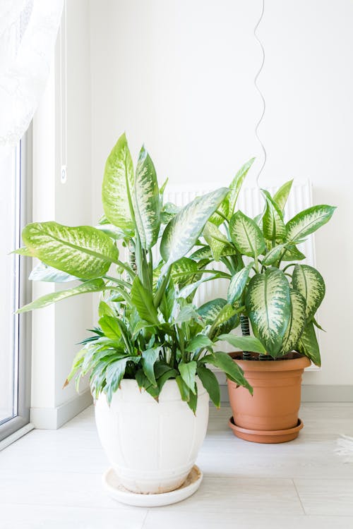 Indoor Plants in a Pot