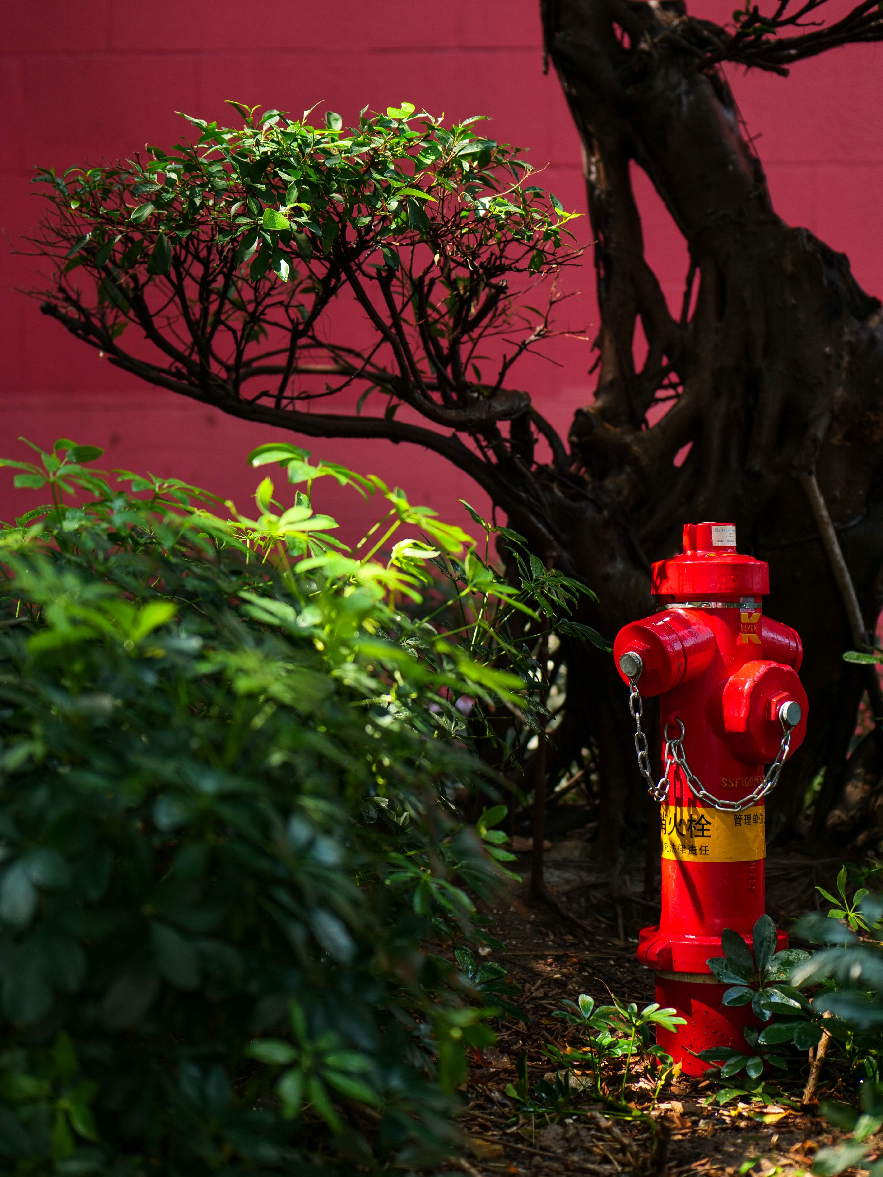 Red Hydrant Between Shrubs · Free Stock Photo