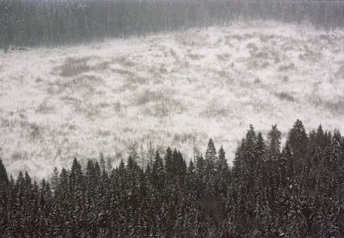 Immagine gratuita di campo, conifera, esterno