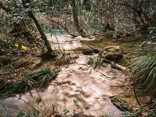 가지, 강, 밀림의 무료 스톡 사진