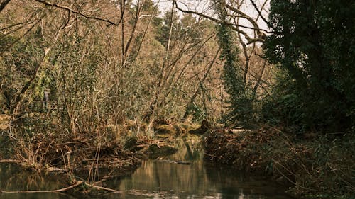 Fotos de stock gratuitas de agua que fluye, arboles, bosque