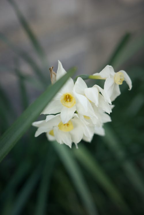 Foto stok gratis bunga daffodil, bunga putih, bunga-bunga
