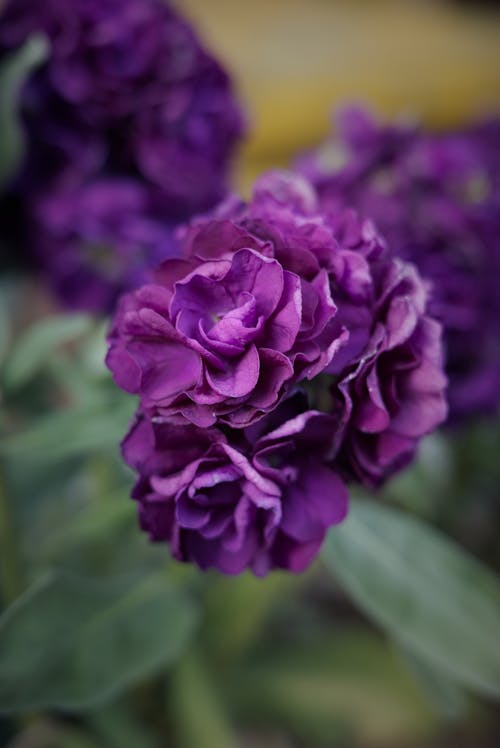 Kostenloses Stock Foto zu blätter, blütenblätter, botanisch