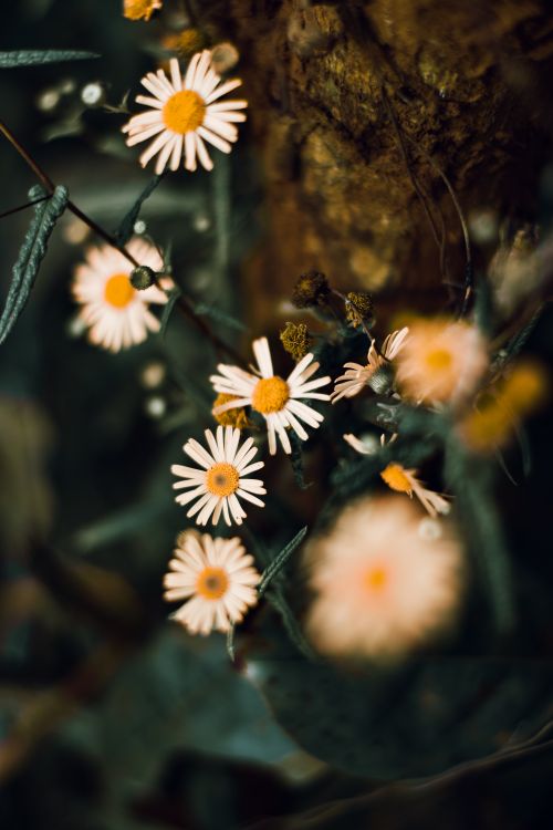 Free Moody Flower 🌼 Stock Photo