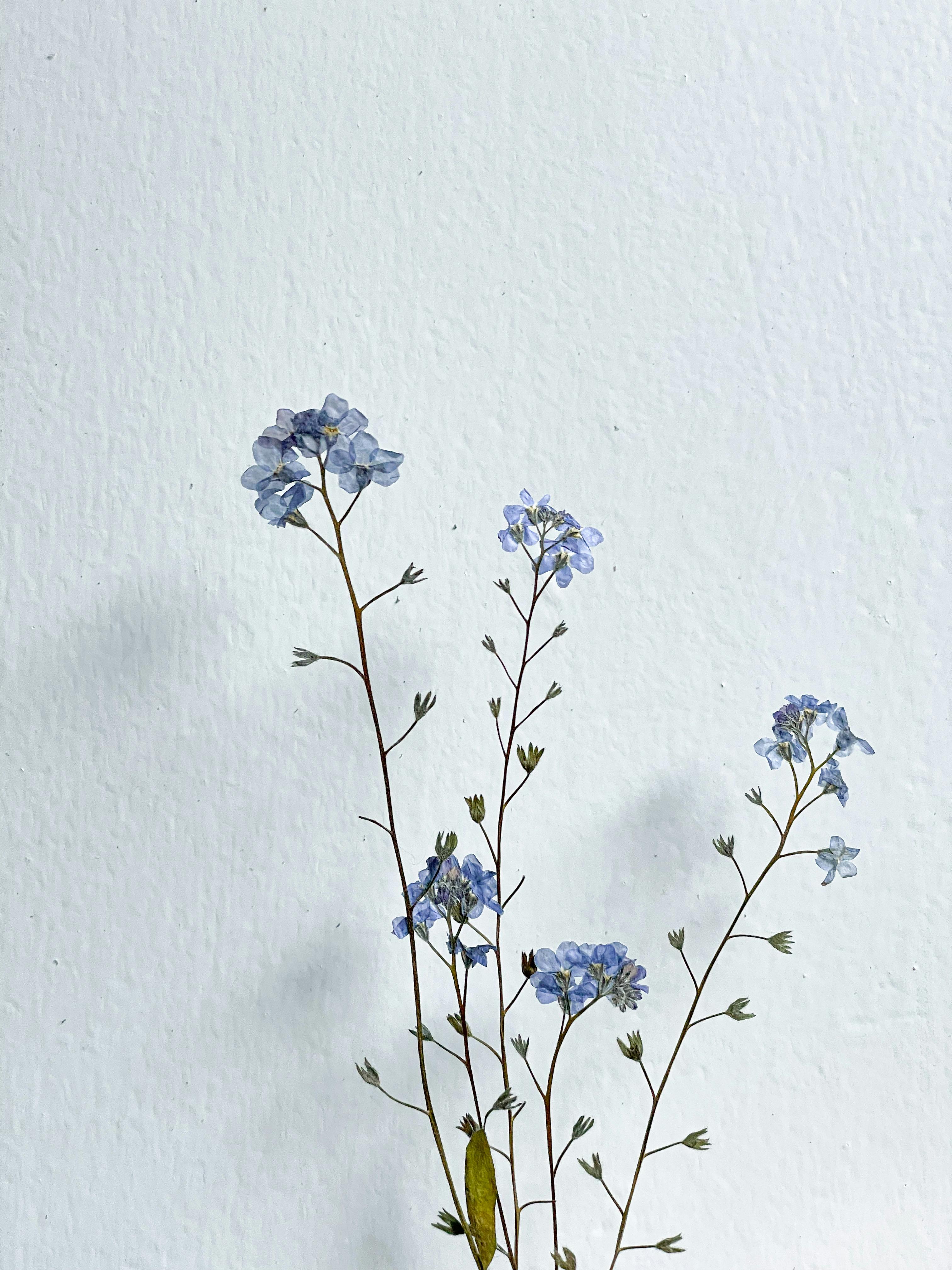 Blue Flowers in Front of White Wall · Free Stock Photo