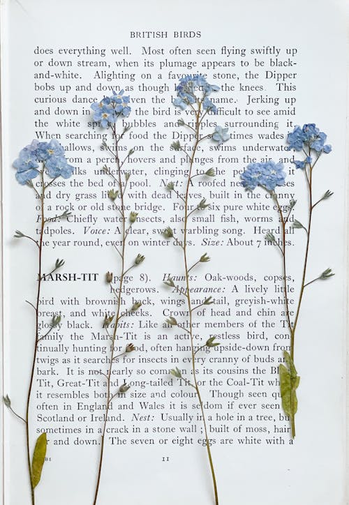 Free Blue Flowers on a Book Page Stock Photo