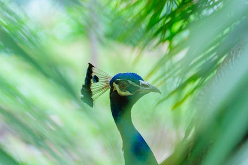 Free Close-up Photography of Blue Peacock Stock Photo