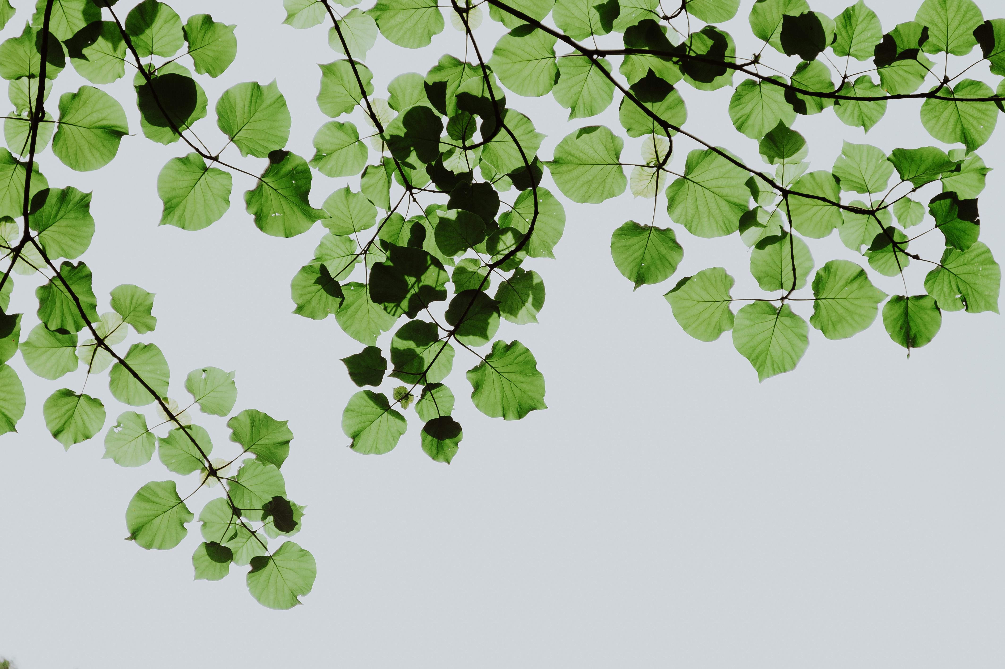 shallow focus photography of green leaves