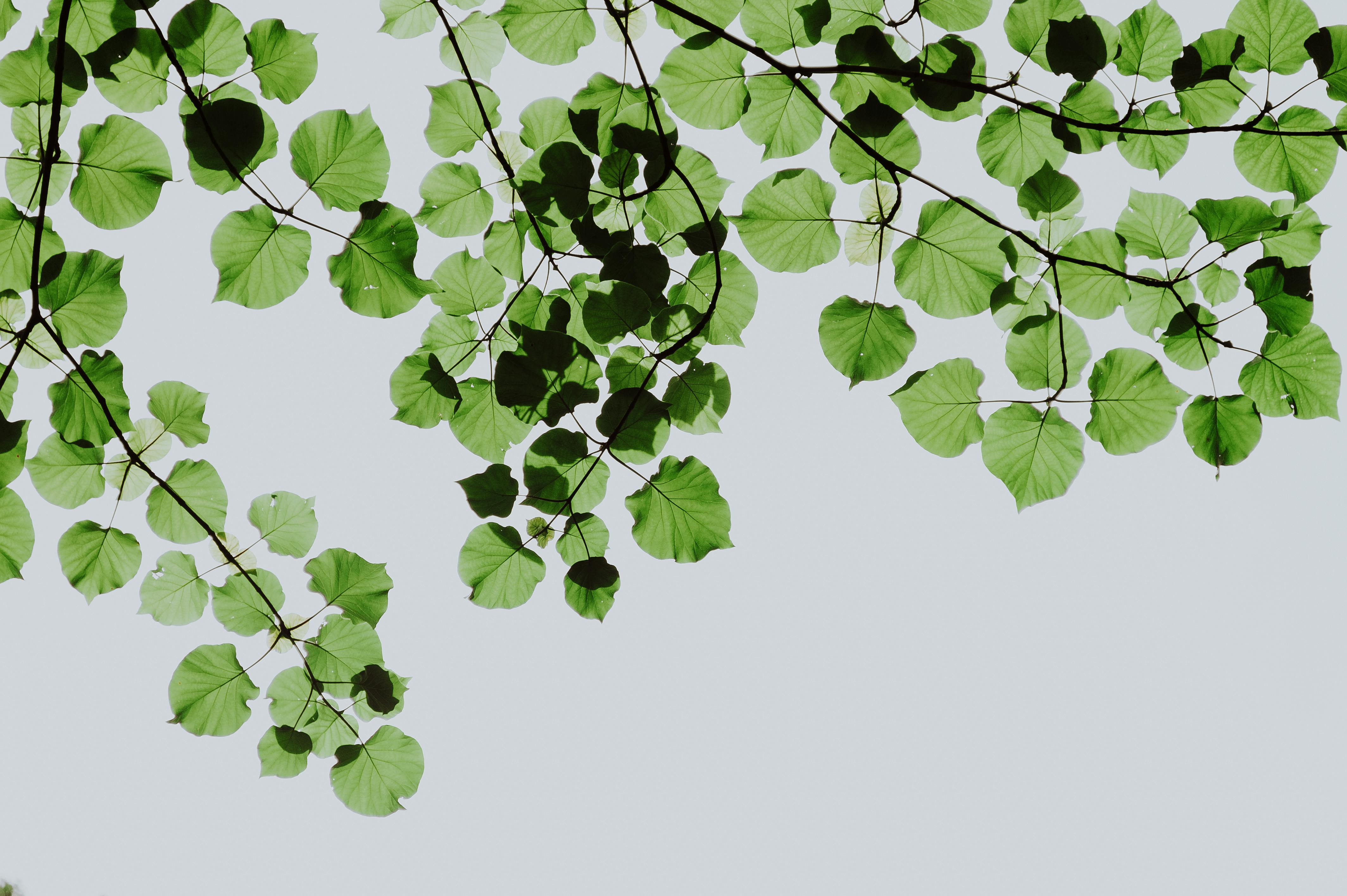 7,347,900+ Green Leaf Stock Photos, Pictures & Royalty-Free Images - iStock