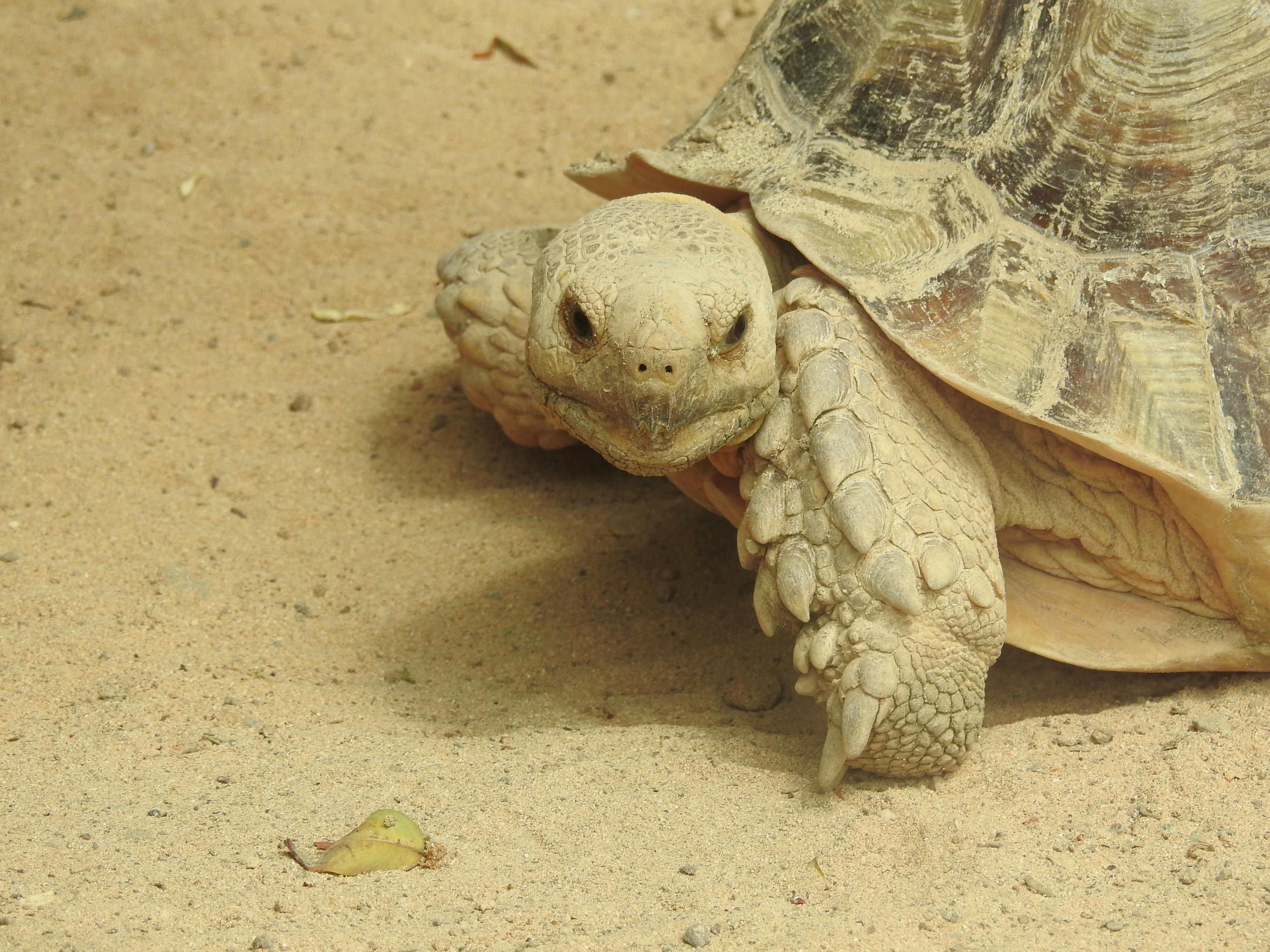 Free stock photo of animal, oasis park, tortle