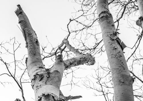 Low Angle Photography of Leafless Tree