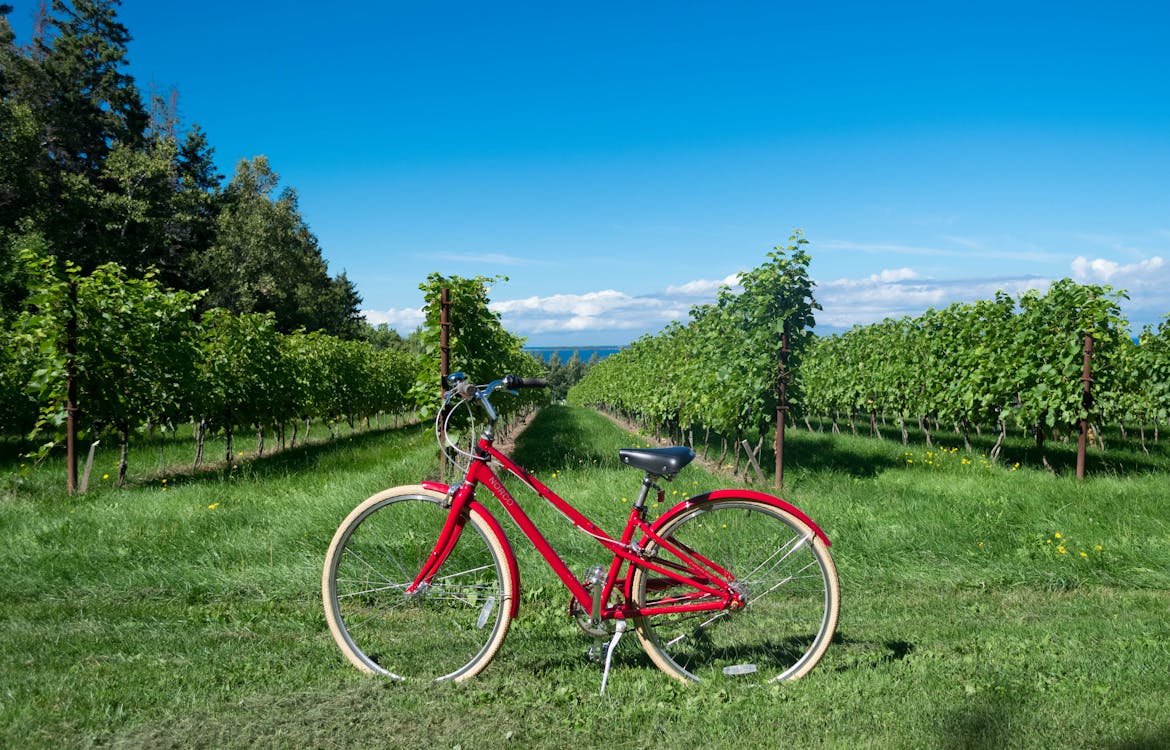 Free Red Bicycle on Green Grass Field Near Green Trees Under Blue Sky Stock Photo