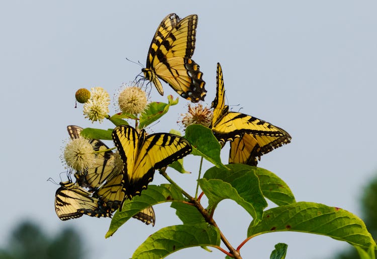 Black And Yellow Butterflies Perched On Flowers