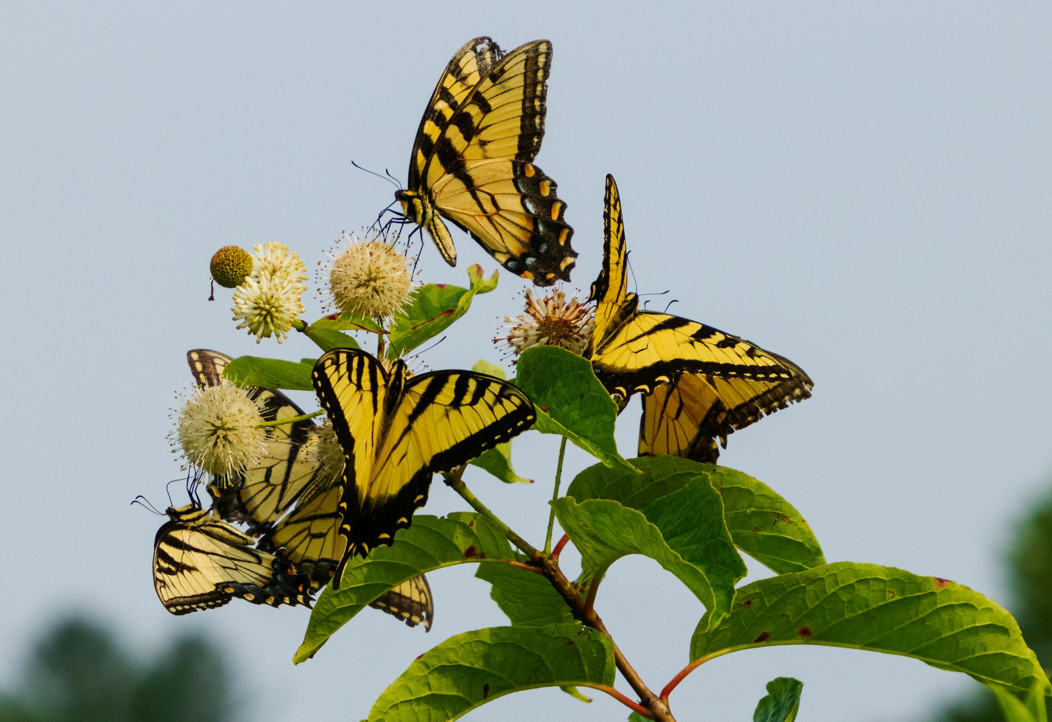 + Fotos y Imágenes de Flores y mariposas Gratis · Banco de Fotos Gratis + Fotos y Imágenes de Flores y mariposas Gratis · Banco de Fotos Gratis