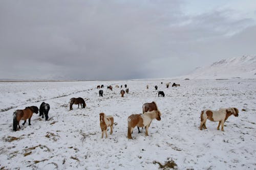 Free Icelandic Horses on a field during winter Stock Photo