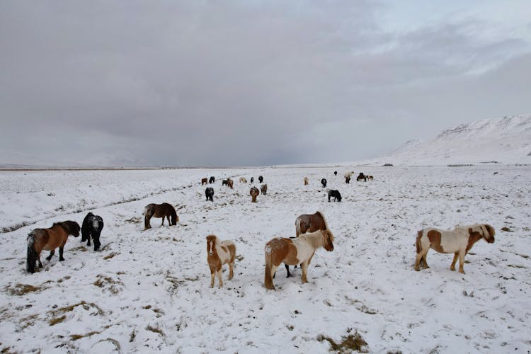 Icelandic Horses On A Field During Winter