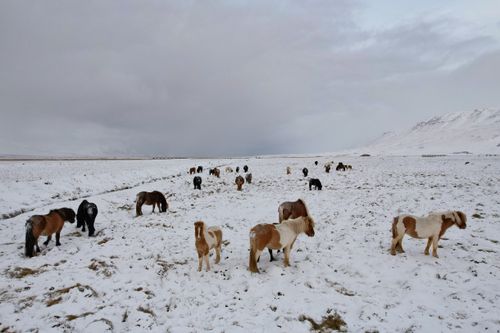 Free A herd of Icelandic horses in a snowy field in Skagafjörður, Iceland. Stock Photo