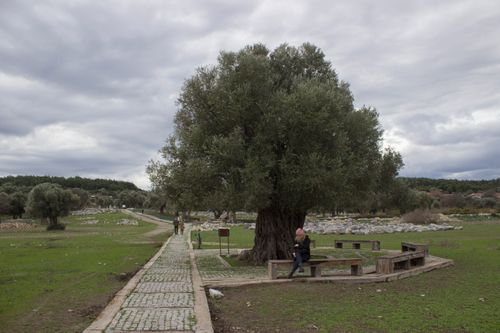Free A peaceful scene of a person relaxing on a bench under an old tree in a vast, open park. Stock Photo
