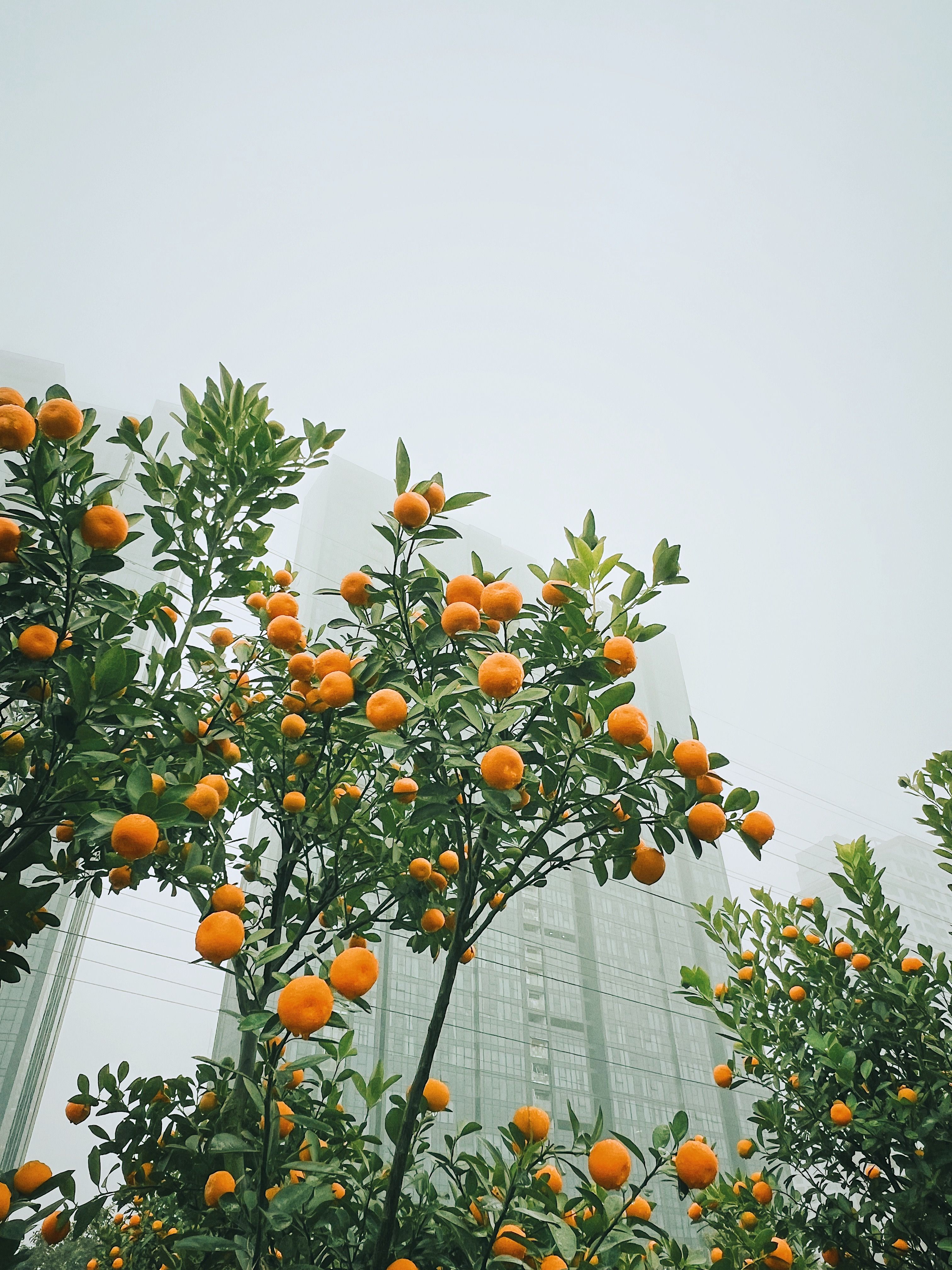 Citrus Seedlings