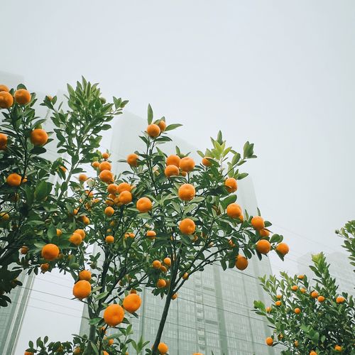 Grafted Pixie Orange