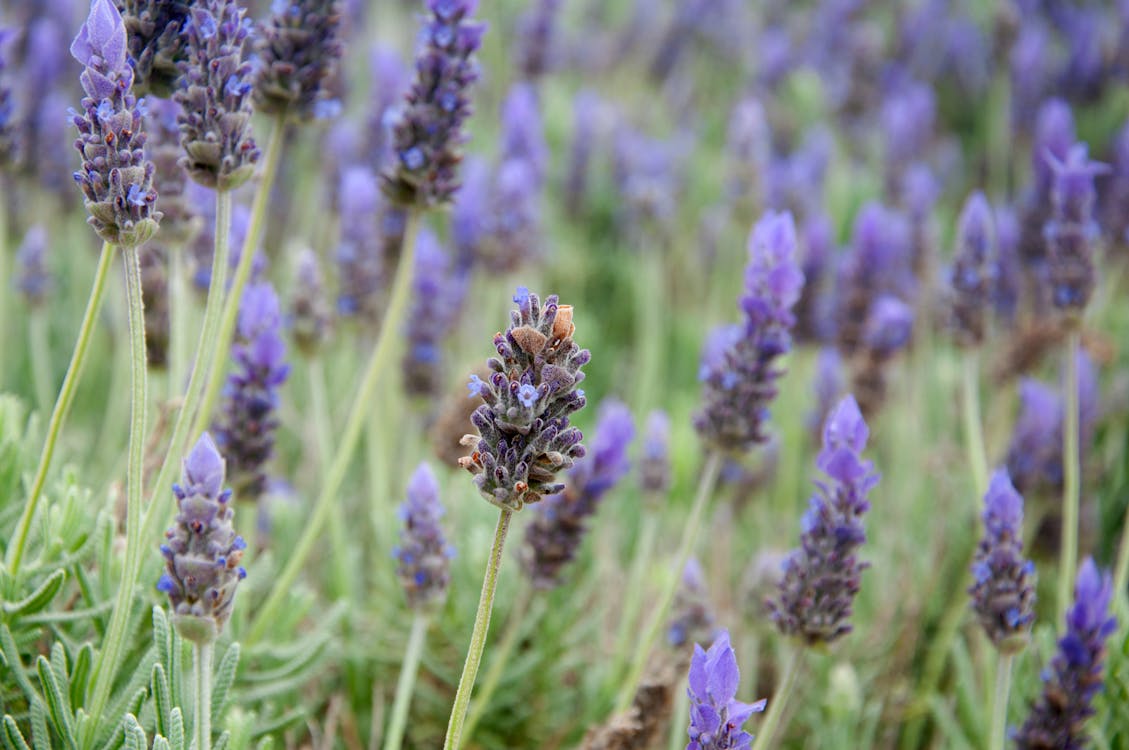 Free stock photo of bee lavender purple nature flower plant