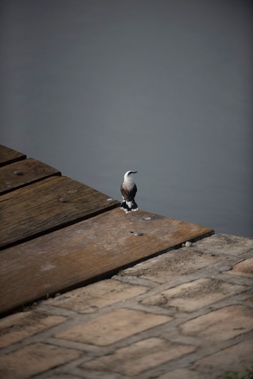Free A solitary masked water tyrant bird perched gracefully on a wooden dock by calm waters. Stock Photo