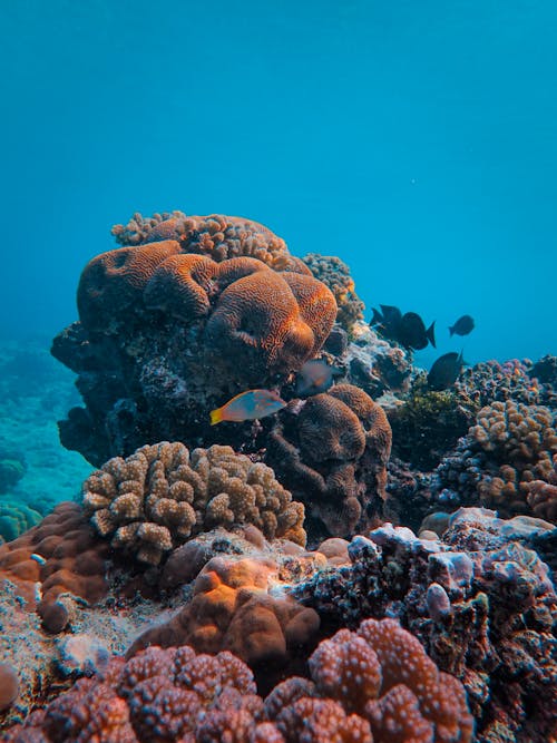 Underwater Shot of Coral Reef 
